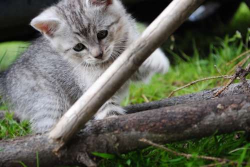 Cat Kitten Pet Animal Domestic Natural Cute