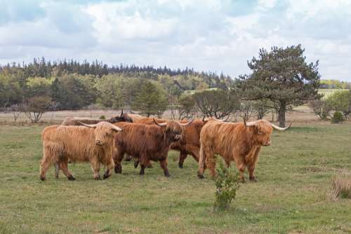 Cattle Scottish Highland Cattle Long-Haired Brown