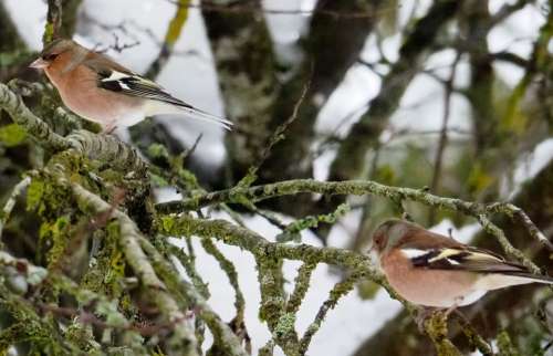 Chaffinch Nature Birds Winter Bird Couple Garden