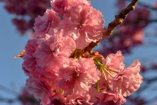 Cherry Cherry Blossom Cherry Flowers Spring Flowers
