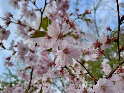 Cherry Blossom Spring Pink Tree Nature Branch