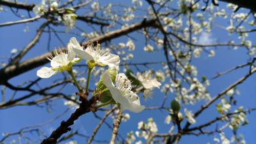 Cherry Blossoms White Flower Cherry-Tree