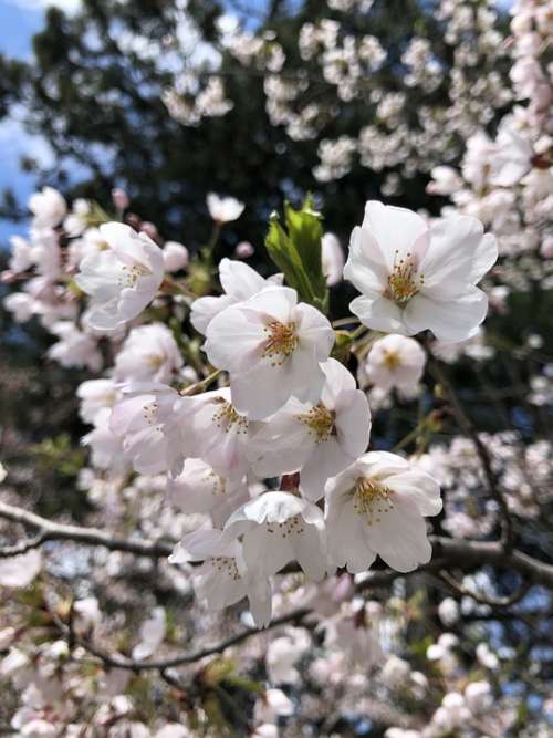 Cherry Blossoms Sakura Spring Bloom Nature Tree