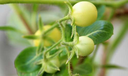 Cherry Tomato Plant Plantae Tomato Food Red