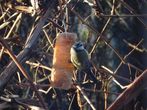 Chickadee Winter Fat Bird Sitting Eating Branches