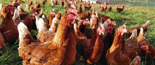 Chicken Chickens Hen Poultry Farm Free Range