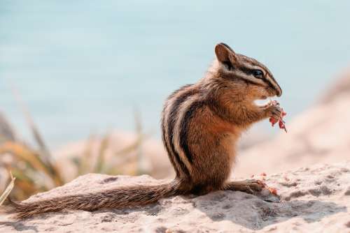 Chipmunk Animal Nager Canada Sweet Squirrel Cute