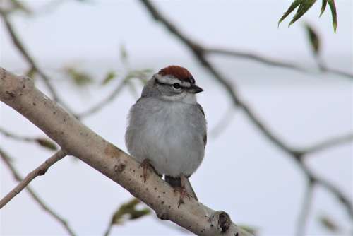 Chipping Sparrow Sparrow Bird Birding Bird Watching