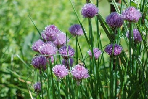 Chive Bloom Aromatic Plant Spezia