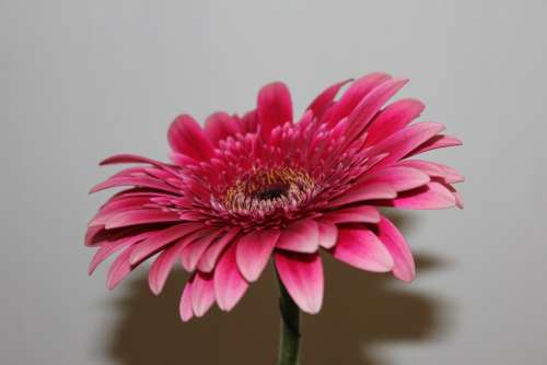 Chrysanthemum Pink Flower