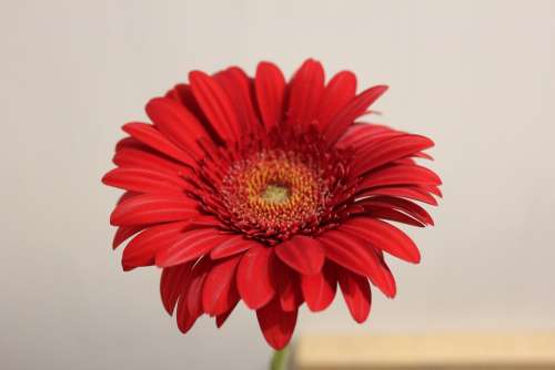 Chrysanthemum Red Flower Plants