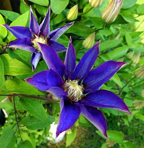 Clematis Blue Blossom Bloom Flower Flora