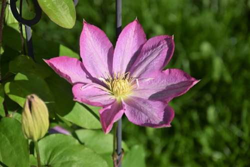 Clematis Spring Flower Flowers Nature