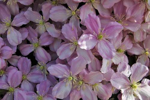 Clematis Fresh Inflorescence The Petals