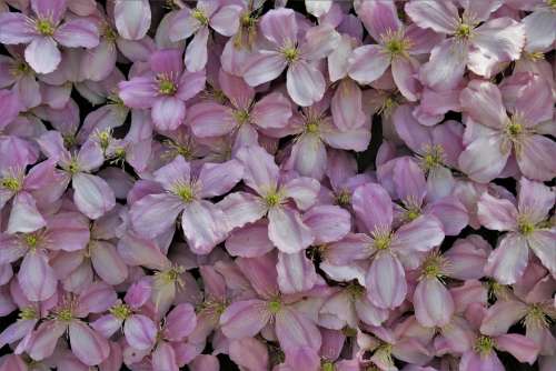 Clematis Pink The Petals Fresh The Smell Of