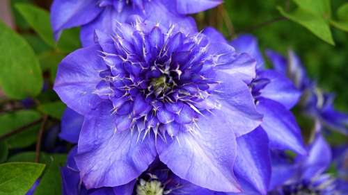 Clematis Blue Blossom Bloom Flower Nature