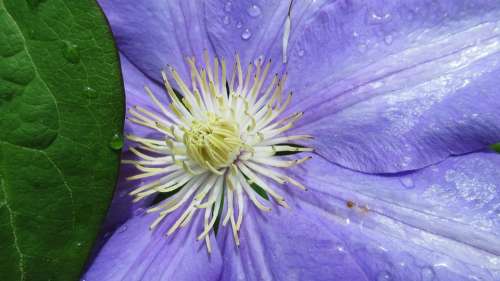 Clematis Flower Purple Blossom