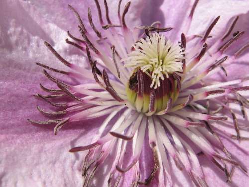 Clematis Purple Nature