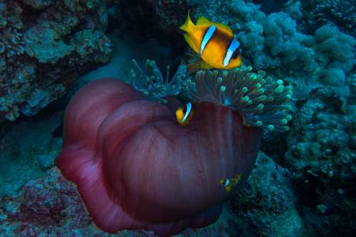 Clown Anemonefish Diving Egypt Underwater Sea Reef