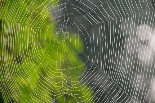 Cobweb Web Spider Nature Spin Threads