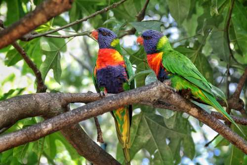Coconut Lorikeet Parrot Bird Colourful Nature