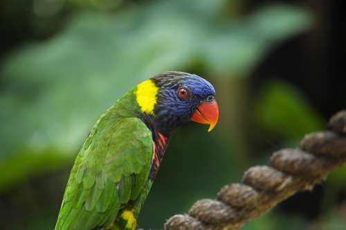 Colorful Lorikeet Bird Animals Green Plumage