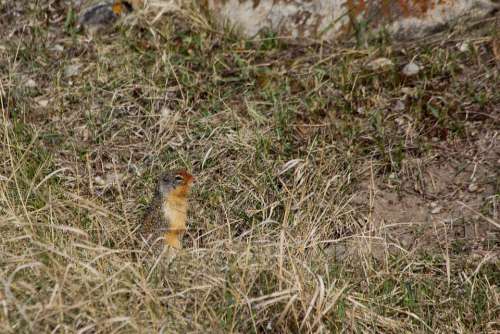 Columbian Ground Squirrel Camouflage Hidden Beige