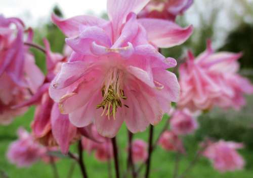 Columbine Flower Pink Garden Nature Green Plants