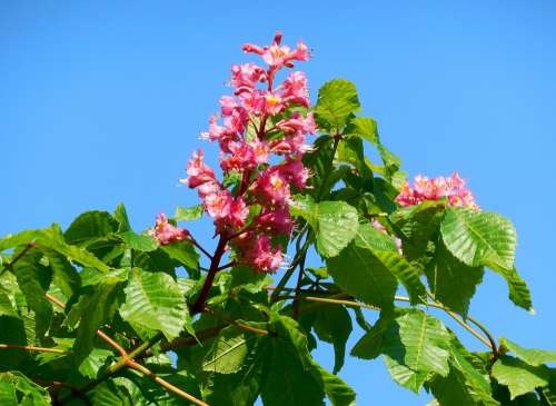 Conker Chestnut Aesculus Tree Flower Spring