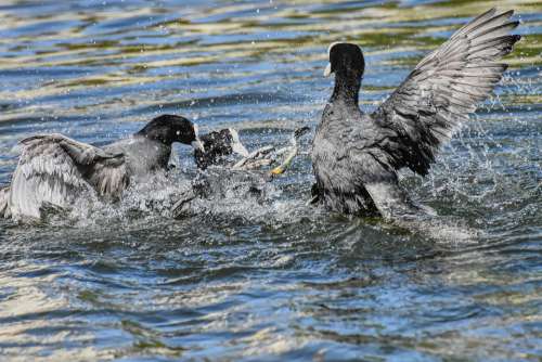 Coots Argue Fight Wing Waters Nature Waterfowl