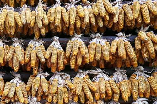 Corn Drying China Farming Crops