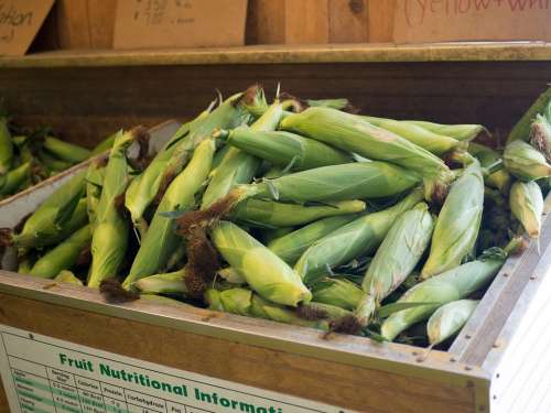Corn On The Cob Vegetable Food Nature Harvest