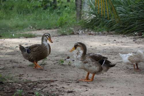 Couple Of Ducks Three Two Birds Brown Outdoor