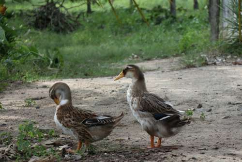 Couple Of Ducks Green Grass Meadow Field