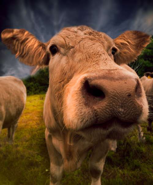 Cow The Nose Cattle Animals Portrait Pasture Land