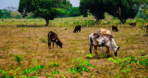 Cow Ranch Livestock Farm Animals Field