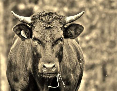 Cow Black Cattle Head Mammal Herkauwer Face