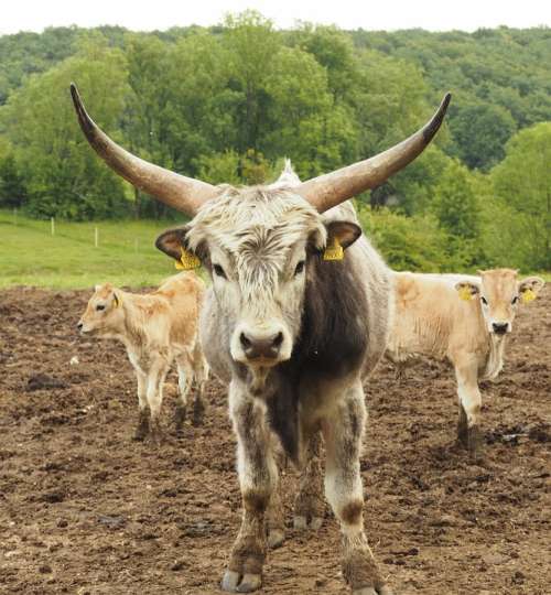 Cow Beef Cattle Animals