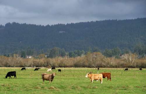 Cows Cattle Agriculture Livestock Pasture Grass