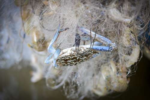 Crab Fishing Nets Catch A Crab