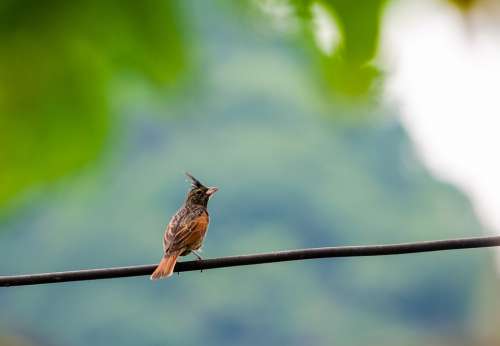 Crested Bunting Melophus Lathami Bird Small Sitting