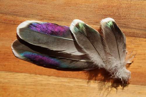 Crested Pigeon Bird Feathers Shimmering Magenta