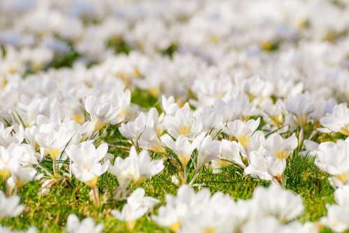 Crocus Flower Meadow White Flowers Bloom Spring