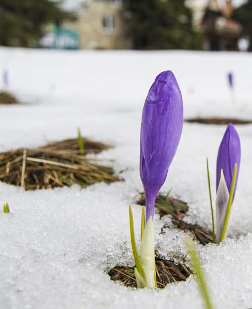 Crocus Snow Spring End Of Winter Purple Saffron