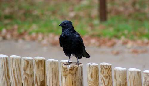 Crow Fence Black Animal Nature Livestock Birds