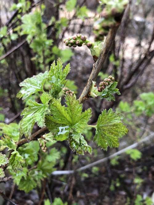 Currant Spring Rain Leaves Branch Drop
