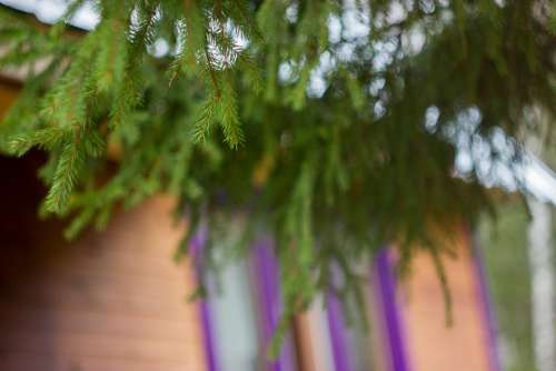 Dacha Tree House Needles Branch Window Spruce