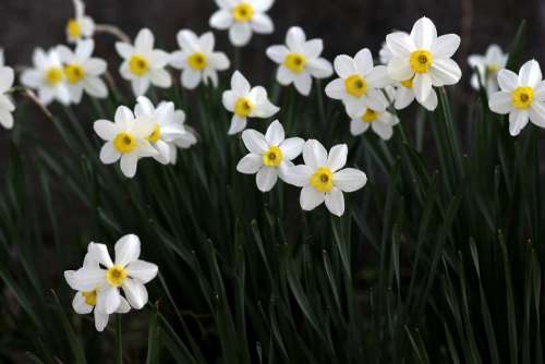 Daffodil White Flower Spring Supplies Nature