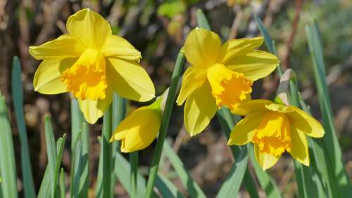 Daffodils Flowers Spring April Yellow Nature