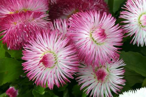 Daisies Flowers Pink Shade Of Pink Nature Plants
